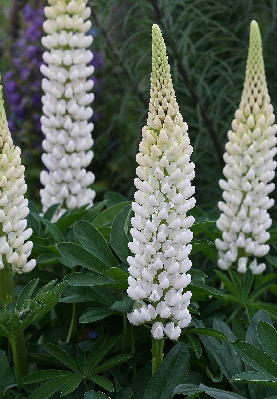 Lupinus White